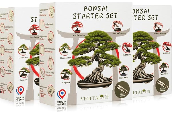 VEGETALIUS - Kit complet de 6 Bonsai avec graines & accessoires - Fabriqué en France - Idée coffret cadeau original pour femme & homme pour votre intérieur ou jardin (3)