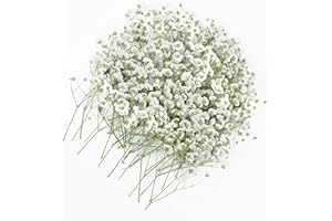 Yuannee Flores Secas Naturales Gypsophila Paniculata,100 PCS Flores Prensadas Secas Ramos Prensados para Manualidades Decoración Hogar y Bodas 5-10cm Naturalmente Secadas