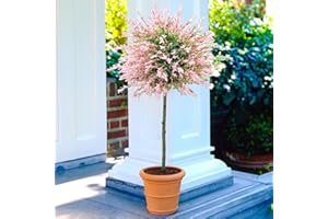 GARDENERSDREAM Salix Integra 'Hakuro Nishiki' Tree (60cm) x1