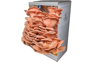 Pink Oyster Mushroom Growing Kit | Gardening Gifts - Ready to Grow Mushrooms Kit | Fun to Grow & Delicious to Eat | Pink Oyster Grow Kit | Grow Your Own Kits - Mushroom Gifts | Foragers Table