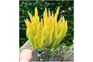 GrowOn Shrubs Heather Tree Heath Erica Arborea 'Alberts Gold' | Evergreen Shrub | Outdoor Garden Ready Plant | Spring Flowering | White Flowers