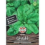 Premium Spinat Matador | Schoßfeste Sorte | Ertragreich Vitaminreich und Schnellwüchsig | Samenfestes Saatgut | ca. 800 Spina