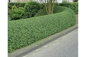 SUNNYSIDE NURSERIES 10 Green Privet Hedging 2-3ft Ligustrum Ovalifolium Bareroot Evergreen Plants