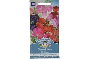 MR FOTHERGILLS Mr Fothergill's Sweet Pea Tall Mixed