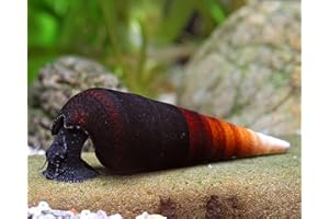 SCHNECKEN Garnelio - Cappuccinoschnecke - Faunus sp.