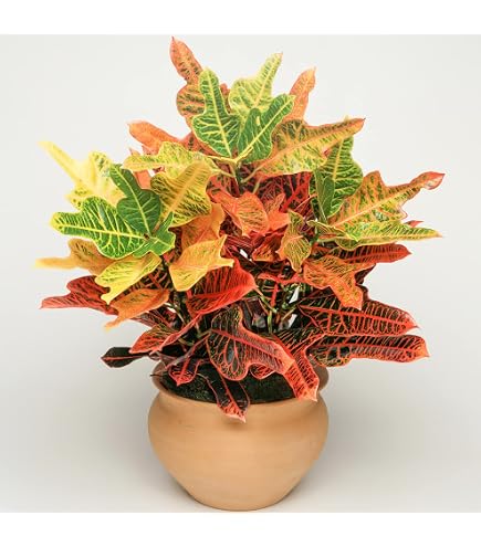 zimmerpflanze zamioculcas Zamioculcas Zamiifolia - Glcksfeder