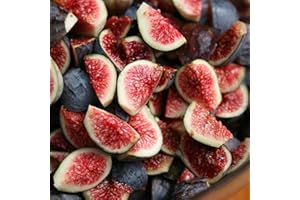 Ficus Brown Turkey en POT | Incroyable Arbre Fruitier Figuier à Feuilles Caduques (20-30 cm avec Pot)