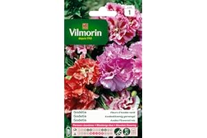 VILMORIN - Godétia Double à Fleurs d'Azalée en mélange- semences pour plantations - Fleurs Basses 40 cm annuelles - pour Un Jardin très Romantique- Floraison abondante, Roses