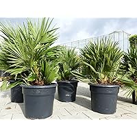 Palme 'Vulcano' 70 cm Zwergpalme Chamaerops Humilis, winterhart bis -12°C