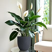 Willing plant ordinal pot W.P-004 Mix⑧ YUCCABE ITALIA FOXB PCUP 8 Inch Pots for Plants Highly Durable