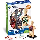 Learning Resources Modèle Anatomique - Corps Humain