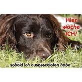 Nanyuk Metallschild „Dackel-Warnung“ – Hundeschild Aus Aluminium, 30,5 X 20 Cm, Personalisierbar
