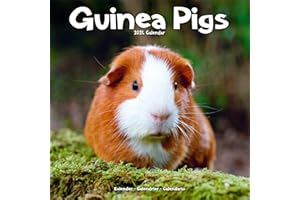 Guinea Pigs Calendar 2024 Square Animal Wall Calendar - 16 Month: Original Avonside-Kalender [Mehrsprachig] [Kalender]