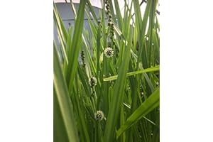 PondPlantsUK 2 x Marginal Plants - Including a Pot and Compost - Marginal Aquatic Pond Plant (Sparganium erectum (Branched bur-Reed))