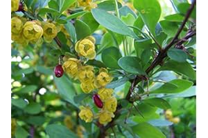 GREEN FUTURE PFLANZENHANDEL Gewöhnliche Berberitze Berberis vulgaris Pflanze 25-30cm Sauerdorn Essigbeere