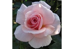 GORGEOUS GARDEN ROSES Precious Memories - 5.5lt Potted Floribunda Garden Rose Bush - Pink, Memorial Gift