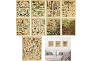 DAWRIS Vintage Botanical Posters Butterfly Prints Flower Chart Poster Identification Education Poster Home Living Room Bedroom Wall Art Decor Unframed 20 X 25 CM 9 Pcs