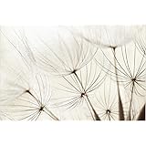 Papier Peint Intisse Top Fond D Ecran Pissenlits Mural Large Papier Peint Photo Intisse Tableau Mural Xxl Photo 3d Mural 255cm X 384cm Motif Douces Herbes Amazon Fr Bricolage