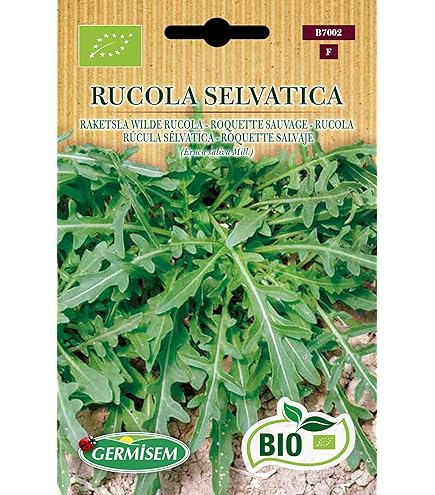 Graines De Roquette Sauvage Vilmorin - Graines Semer - Intégration