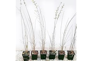 AZIENDA AGRICOLA TEMPESTI STEFANIA Ligustro sinense, 16 piante alte 40/60 cm, vaso Ø9