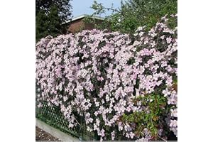 Clematis Montana Rubens - Klätterväxt - Clemsatis - Rosenrosa