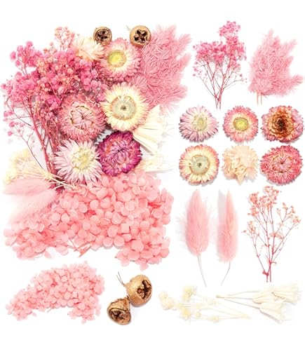 Fleurs Pressées Séchées, Fleurs Séchées Naturelles Chrysanthemum Daisy