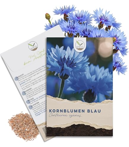 10 Rare Rattenschwanz Kaktus Samen Aporocactus flagelliformis  Atemberaubende rosa Blumen : Amazon.de: Garten
