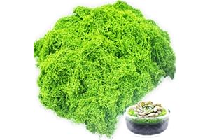 Ezitruz 300g Deko Moos Kunstmoos zum Dekorieren, Kunstmoos zum Basteln, Künstliches Hellgrün Fake Moos zum Basteln für Wand Krippe Pflanzen Krippe Modellbau