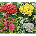 ShopCaart Ixora/Rangon Flower Healthy Live Plant, Four Combo Colour Pack (Pack of 4 Plant)
