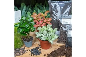 URBANJNGL Paquet de Terrarium pour Plantes Coffea Arabica - Refill & Starter Package Kit de Recharge de Terrarium DIY