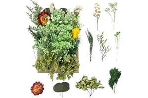 RUGBOL Getrocknete Blumen, gepresste Blumen, Trockenblumen, getrocknete Blumen, Basteln für Heimwerker, Kunstharz, Scrapbooking, Schmuckherstellung, Blumendekorationen (grün)