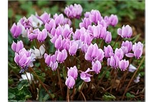 GARTHWAITE NURSERIES® : - UK Stockist : - 6 Cyclamen HEDERIFOLIUM (Neapolitanum) Bulbs Hardy Pink Summer Perennial