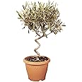 YouGarden Patio Spiral Stem Olive Tree, Established 80cm Tall Plant Supplied in Terracotta-Style Decorative Pot, Ready to Display