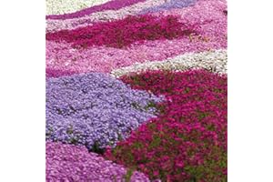 THOMPSON & MORGAN Creeping Phlox Collection Garden Plants Hardy Perennial Bright Spring Flowers Drought Tolerant Easy to Grow Your Own Flowering Garden Plants 5X Posti Plug Plants by Thompson and Morgan