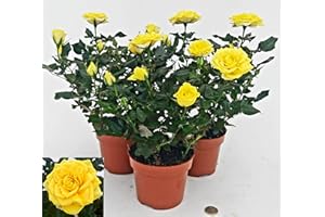 POWERS TO FLOWERS - ROSA DA GIARDINO RAMPICANTE e RIFIORENTE, ROSA GIALLA, 3 PIANTE, Piante Vere
