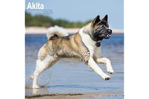 Akitas 2025 - 16-Monatskalender: Original Avonside-Kalender [Mehrsprachig] [Kalender] (Wall-Kalender)