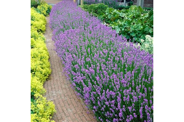 Bloomique - Lot de 1 - Lavandula Angustifolia - Plante de lavande - Plantes de jardin - Résistante au gel - Hauteur 15-20 cm - Motte 7 cm
