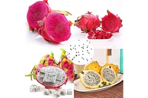 LAMPHLE 500 Unids Pitaya Semillas Perennes Fáciles de Plantar Plantas de Interior Ecológicas Plántulas para Interiores y Exteriores para Jardín Blanco