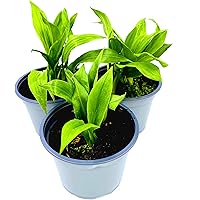 Bärlauch Pflanze Allium ursium von Florapartner Kräuter Pflanzen 4stk.