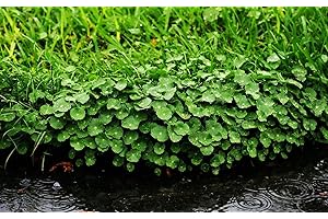 T-SHIN Aquarium Grass Plants Seeds,Aquatic Dichondra repens Forst Carpet Water Grass,Oxygenating Weed Live Pond Plant Seeds,Fish Aquatic Water Grass Decor,Easy to Plant Grow Maintain-10G