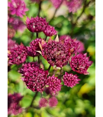 Astrantia Major ‚Snow Star‘ – Winterharte Sterndolde Mit Weißen Blüten, Mehrjährig
