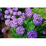 Primula Denticulata 'Blue Selection' 50 Seeds, Drumstick Primula,