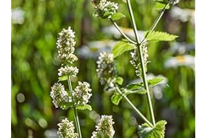 NANNYS GARDEN 1,500 Seeds/Pack Lemon Catnip – Nepeta cataria – Fragrant Herb for Cats, Toys & Garden Use