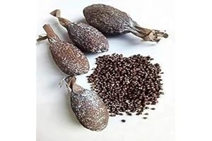 AL BADIL Maniguette entière, Gousse de piment de Guinée, (graines de paradis) piment alligator ou poivre alligator