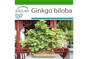 SAFLAX - Ginkgo - 4 graines - Avec substrat - Ginkgo biloba