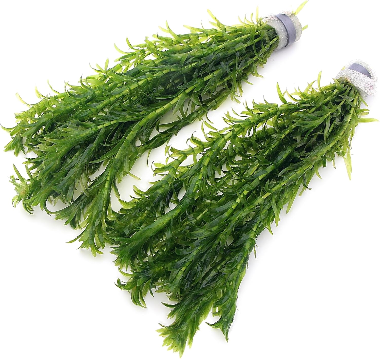 k2aqua - 20 ELODEA DENSA Stems Oxygenating Weed Live Pond Plant Water Aquarium Aquatic Plants Egeria
