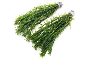 k2aqua - 20 ELODEA DENSA Stems Oxygenating Weed Live Pond Plant Water Aquarium Aquatic Plants Egeria
