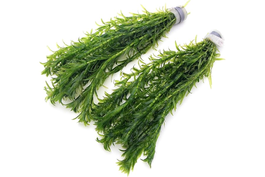 k2aqua - 20 ELODEA DENSA Stems Oxygenating Weed Live Pond Plant Water Aquarium Aquatic Plants Egeria