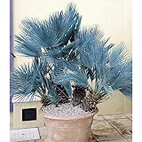 Rarität Frostharte Blaue Zwergpalme Chamaerops humilis Cerifera Größe ca. 60-80 cm.