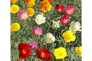 1000 + PAVOT DE CALIFORNIE MIX natif de fleurs sauvages Graines Blanc Orange Rose Rouge Jaune